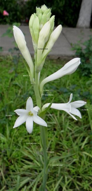 Agave amica